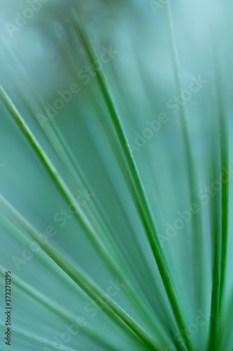 Macro floral background. Macro green pine tree needles background. Pine cone and green pine needles. Beautiful macro wallpaper. Soft focus abstract nature pattern. 