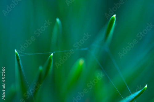 Macro floral background. Macro green pine tree needles background. Pine cone and green pine needles. Beautiful macro wallpaper. Soft focus abstract nature pattern. 