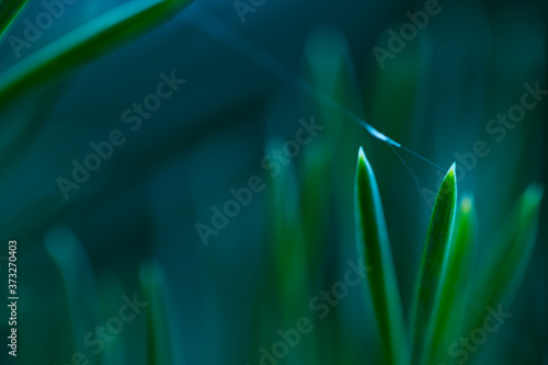 Macro floral background. Macro green pine tree needles background. Pine cone and green pine needles. Beautiful macro wallpaper. Soft focus abstract nature pattern. 
