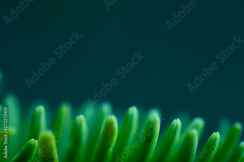 Macro floral background. Macro green pine tree needles background. Pine cone and green pine needles. Beautiful macro wallpaper. Soft focus abstract nature pattern. 