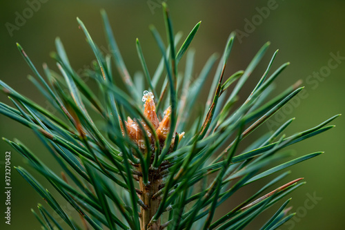 Macro floral background. Macro green pine tree needles background. Pine cone and green pine needles. Beautiful macro wallpaper. Soft focus abstract nature pattern. 