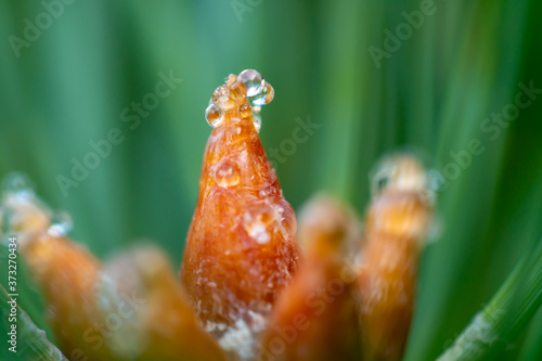 Macro floral background. Macro green pine tree needles background. Pine cone and green pine needles. Beautiful macro wallpaper. Soft focus abstract nature pattern. 