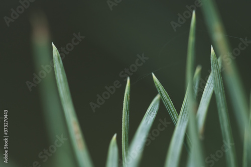 Macro floral background. Macro green pine tree needles background. Pine cone and green pine needles. Beautiful macro wallpaper. Soft focus abstract nature pattern. 