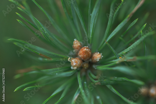 Macro floral background. Macro green pine tree needles background. Pine cone and green pine needles. Beautiful macro wallpaper. Soft focus abstract nature pattern. 