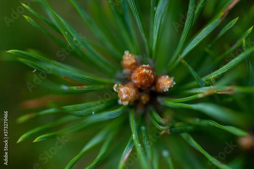 Macro floral background. Macro green pine tree needles background. Pine cone and green pine needles. Beautiful macro wallpaper. Soft focus abstract nature pattern. 