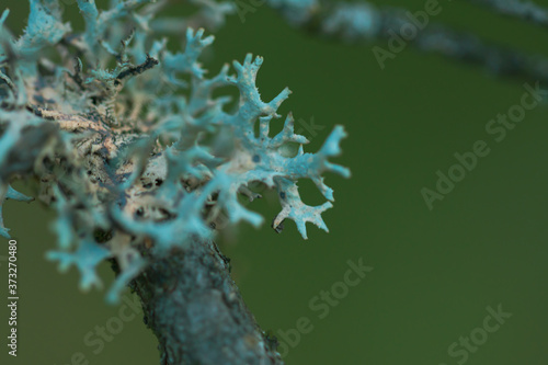 Macro floral background. Macro green pine tree needles background. Pine cone and green pine needles. Beautiful macro wallpaper. Soft focus abstract nature pattern. 