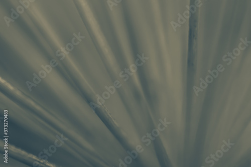 Macro floral background. Macro green pine tree needles background. Pine cone and green pine needles. Beautiful macro wallpaper. Soft focus abstract nature pattern. 