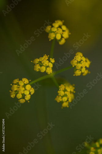 Macro floral background. Macro green pine tree needles background. Pine cone and green pine needles. Beautiful macro wallpaper. Soft focus abstract nature pattern. 