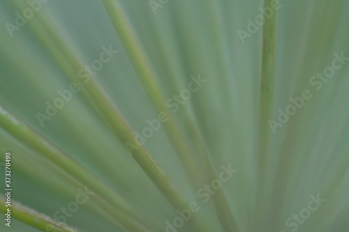 Macro floral background. Macro green pine tree needles background. Pine cone and green pine needles. Beautiful macro wallpaper. Soft focus abstract nature pattern. 
