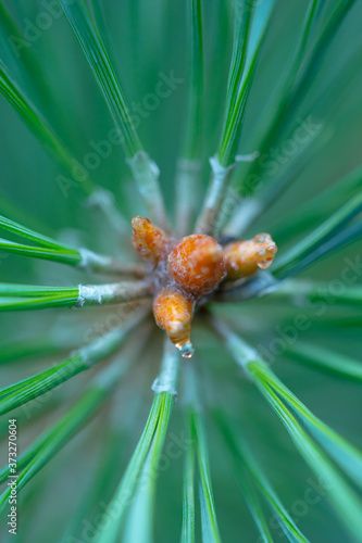Macro floral background. Macro green pine tree needles background. Pine cone and green pine needles. Beautiful macro wallpaper. Soft focus abstract nature pattern.