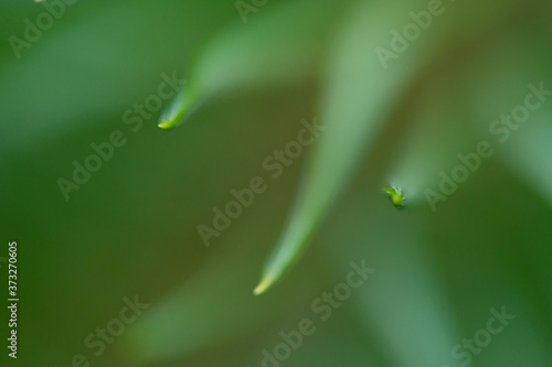 Macro floral background. Macro green pine tree needles background. Pine cone and green pine needles. Beautiful macro wallpaper. Soft focus abstract nature pattern.
