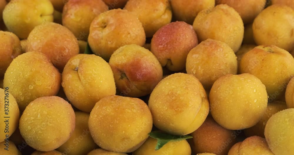 Vertical panorama. Raindrops fall on ripe, juicy apricots. Fruit background. Vertical panorama. Raindrops fall on ripe, juicy apricots. Fruit background.