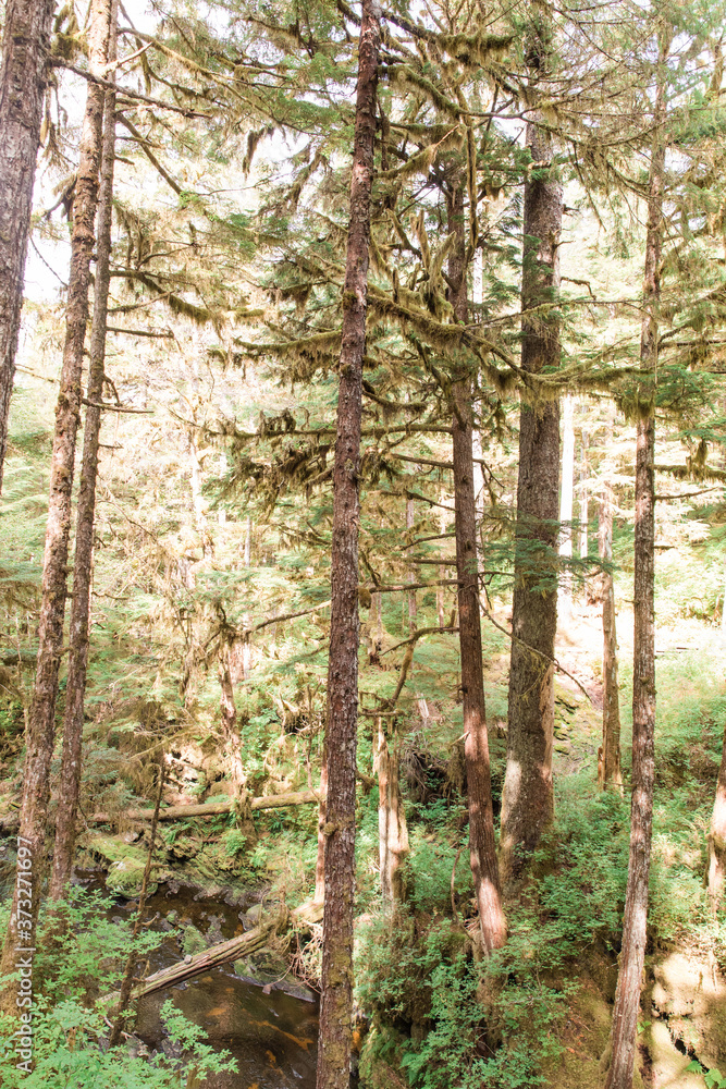 Obraz premium trees in the forest