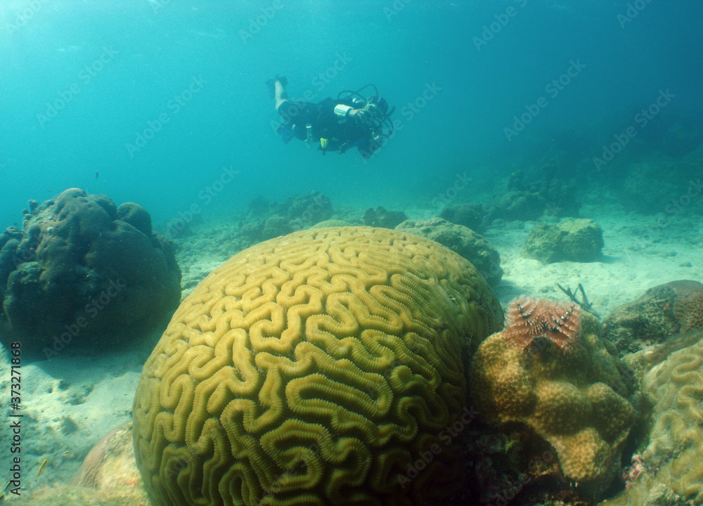underwater scuba diver caribbean sea
Venezuela underwater scuba diver caribbean sea
Venezuela