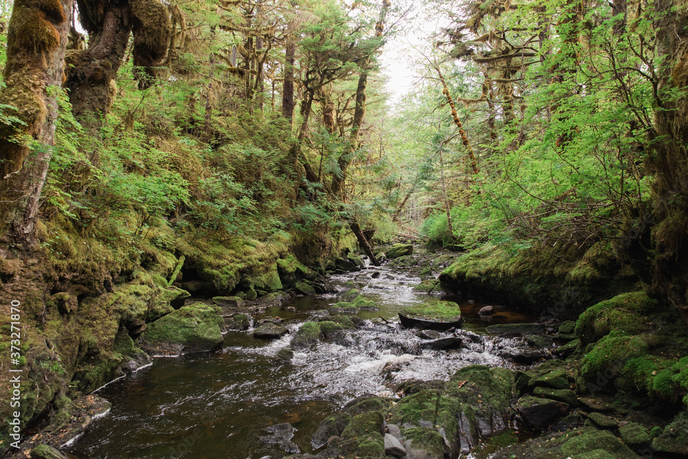 stream in the forest stream in the forest