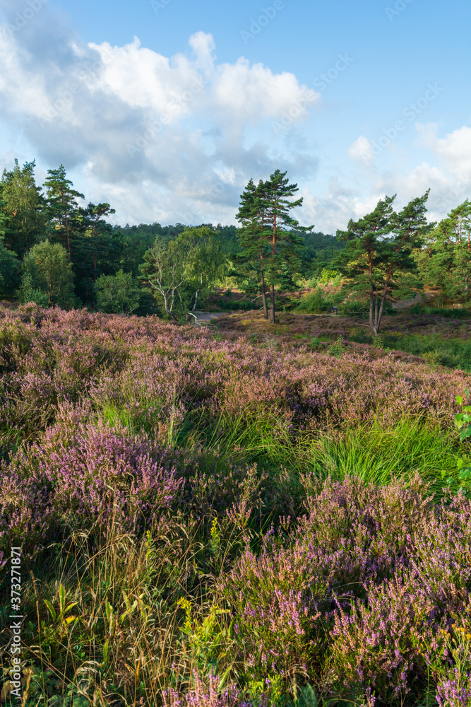 Pink and purple heather in the foreground and lone tree standing amidst all the colorful flowers on top a hill signifying fast approaching autumn