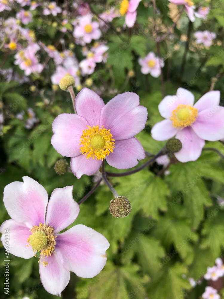 pink and white flowers