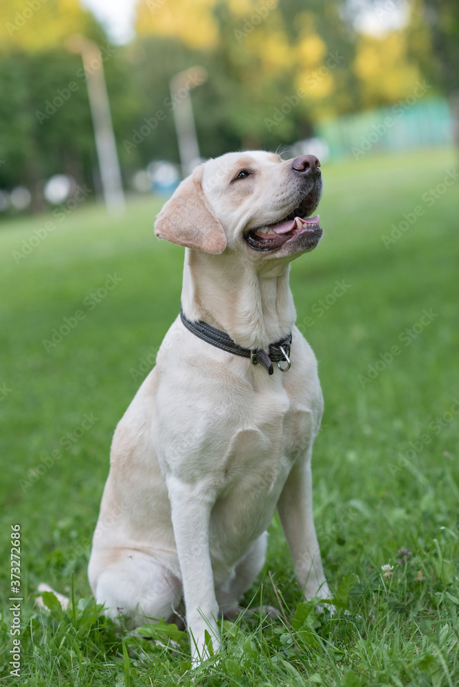 A fawn labrador is sitting on the grass in the park. A fawn labrador is sitting on the grass in the park.