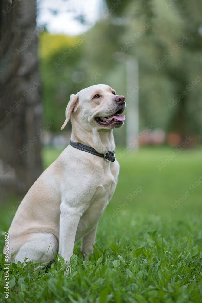 A fawn labrador is sitting on the grass in the park.