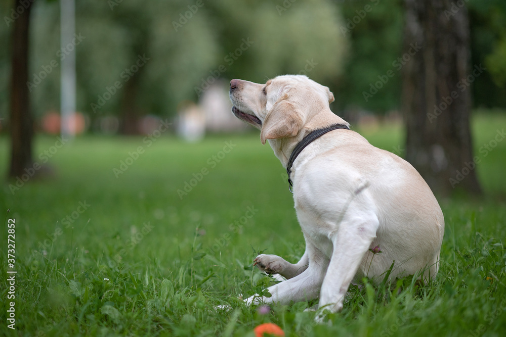 A fawn labrador is sitting on the grass in the park. A fawn labrador is sitting on the grass in the park.