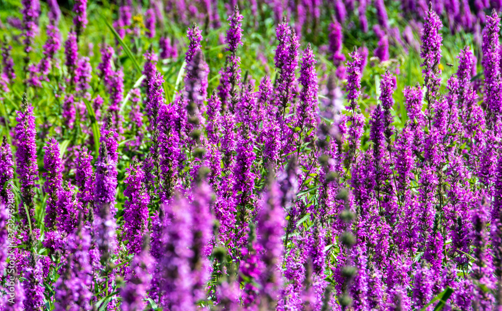 many Lythrum salicaria flowers in the field with selective focus