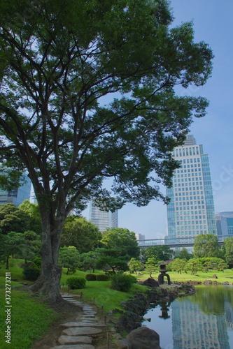 旧芝離宮恩賜庭園のケヤキと日本庭園 高層ビル群