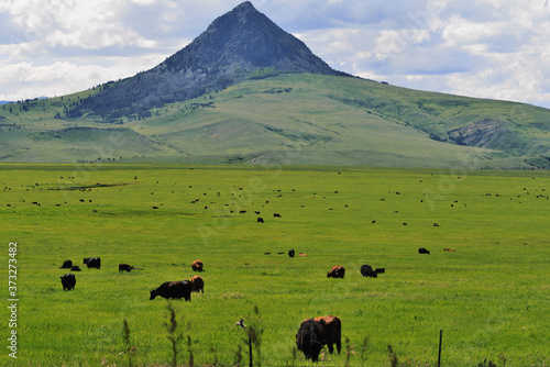 Cattle grazing in several sections of pasture in front of Haystack Butte, Montana.