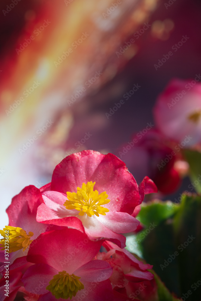 Fototapeta premium Piccolo fiore estivo in vaso