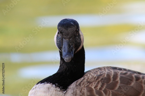 A close up of a goose.