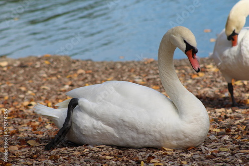 A close up of a swan on the lake.