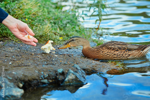 A wild duck eats bread from a human hand. The concept of love and respect for nature