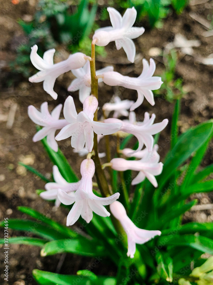 Close up spring hyacinth flower, also known as dutch hyacinth, garden hyacinth and wild hyacinth Close up spring hyacinth flower, also known as dutch hyacinth, garden hyacinth and wild hyacinth