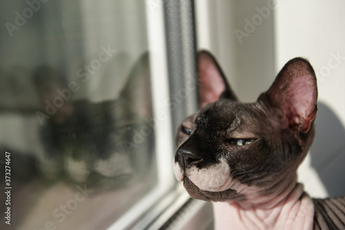 Cute cat canadian sphynx looking out the window in sunny summer day