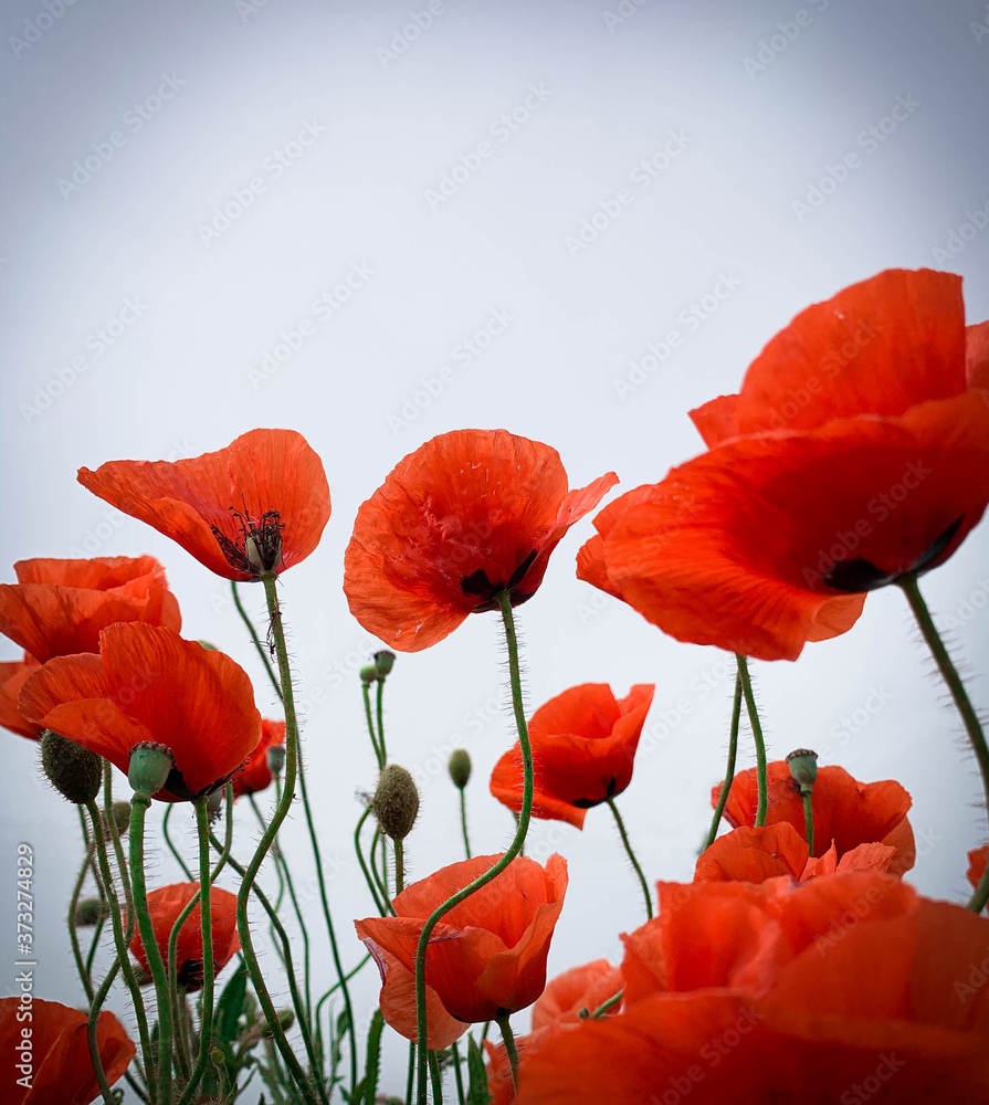 Naklejka premium Dramatic red poppy flowers against a dark sky