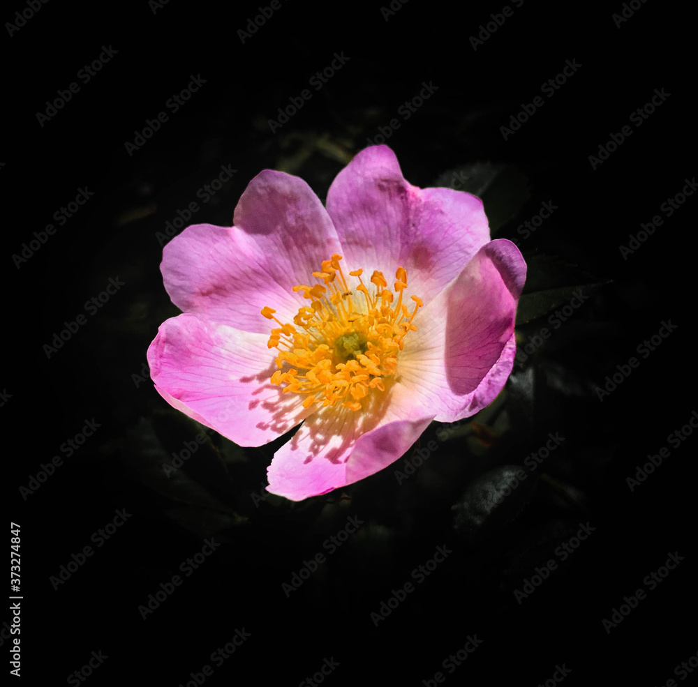 Fototapeta premium Wild blooming rose on dramatic black background. Closeup single dog rose isolated on a black background