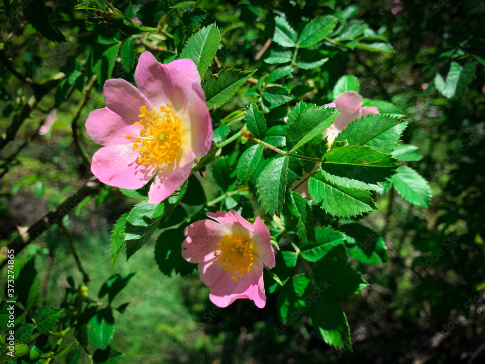 Wild rose bush with blooming flowers. Close up photo of pink dog rose also known as rose hip, briar rose and rosa canina Wild rose bush with blooming flowers. Close up photo of pink dog rose also known as rose hip, briar rose and rosa canina