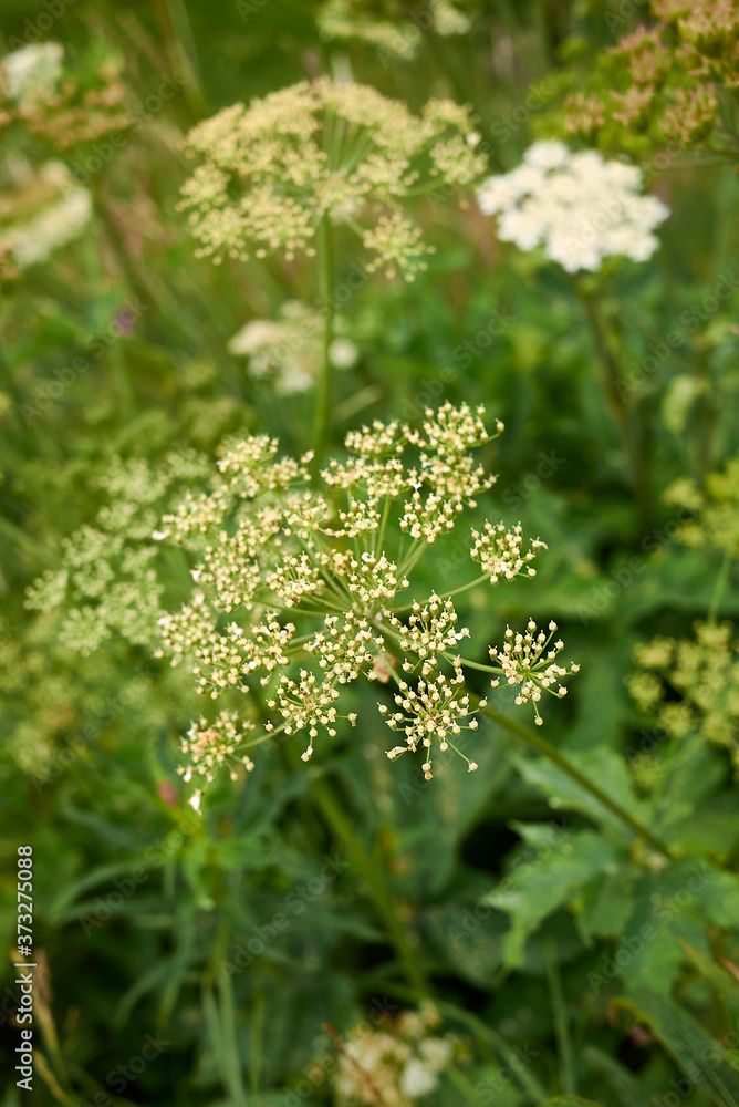 Heracleum sphondylium