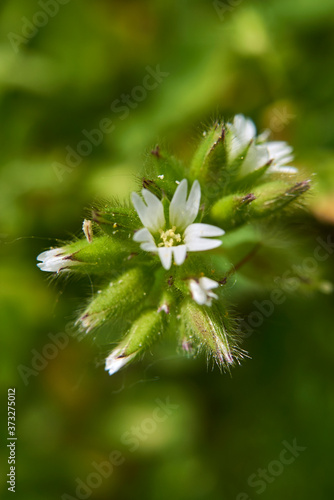 Cerastium fontanum photo