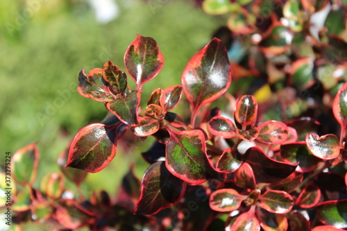 Coprosma