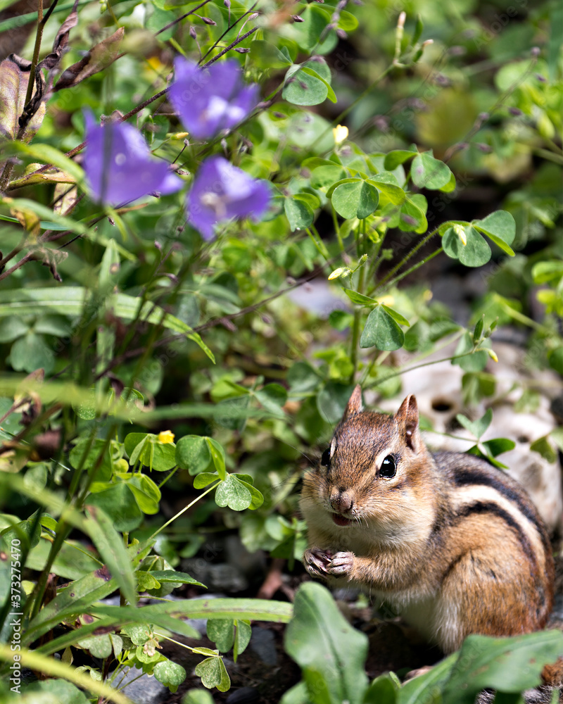 Chipmunk stock photos. Picture. Portrait. Image. Close-up profile view with foliage and wildflowers. Chipmunk stock photos. Picture. Portrait. Image. Close-up profile view with foliage and wildflowers.