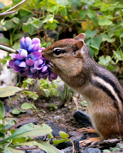 Chipmunk stock photos.Chipmunk close-up profile side view smelling a wildflower  in its environment and habitat with foliage background and foreground  displaying body  head  ears  eye  paws. Image.