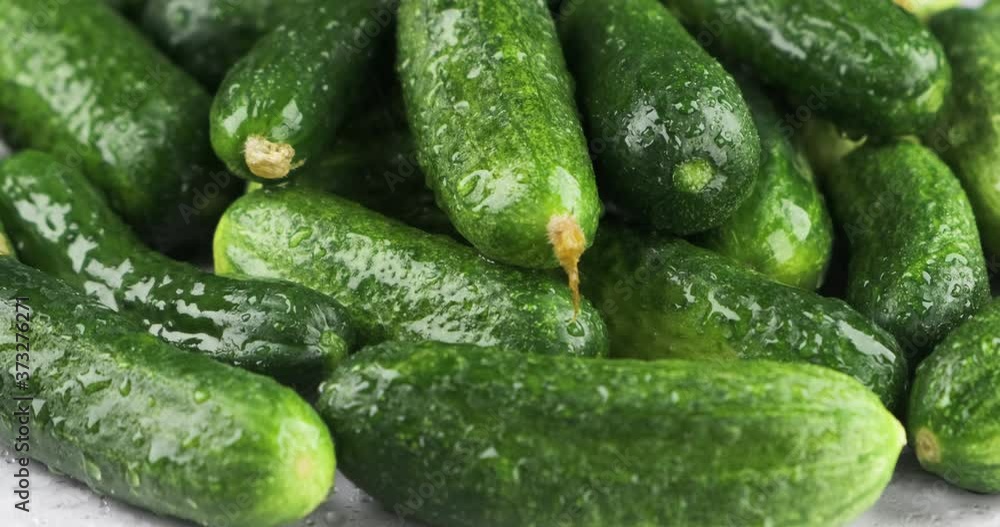 Vertical panorama. Raindrops fall on ripe, whole cucumbers. Vertical panorama. Raindrops fall on ripe, whole cucumbers.
