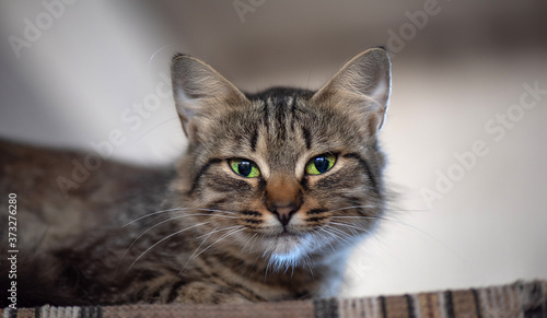 Fototapeta Naklejka Na Ścianę i Meble -  Pensive beautiful gray cat photographed close-up.