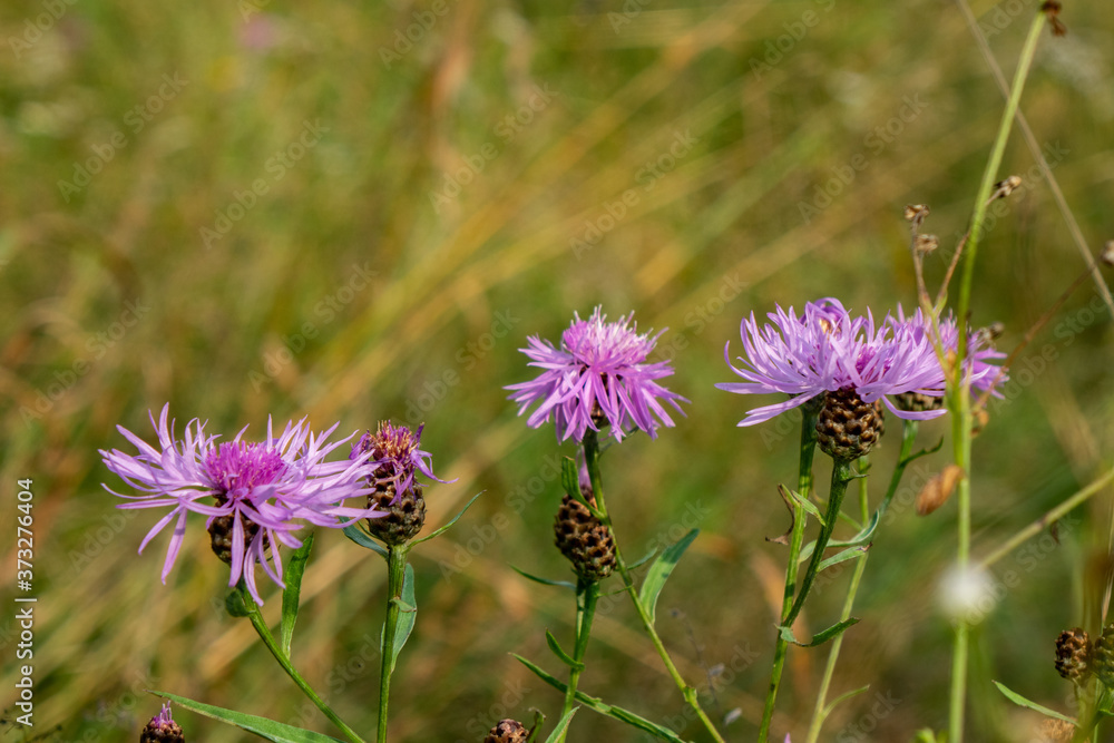 Obraz premium Wild flowers 