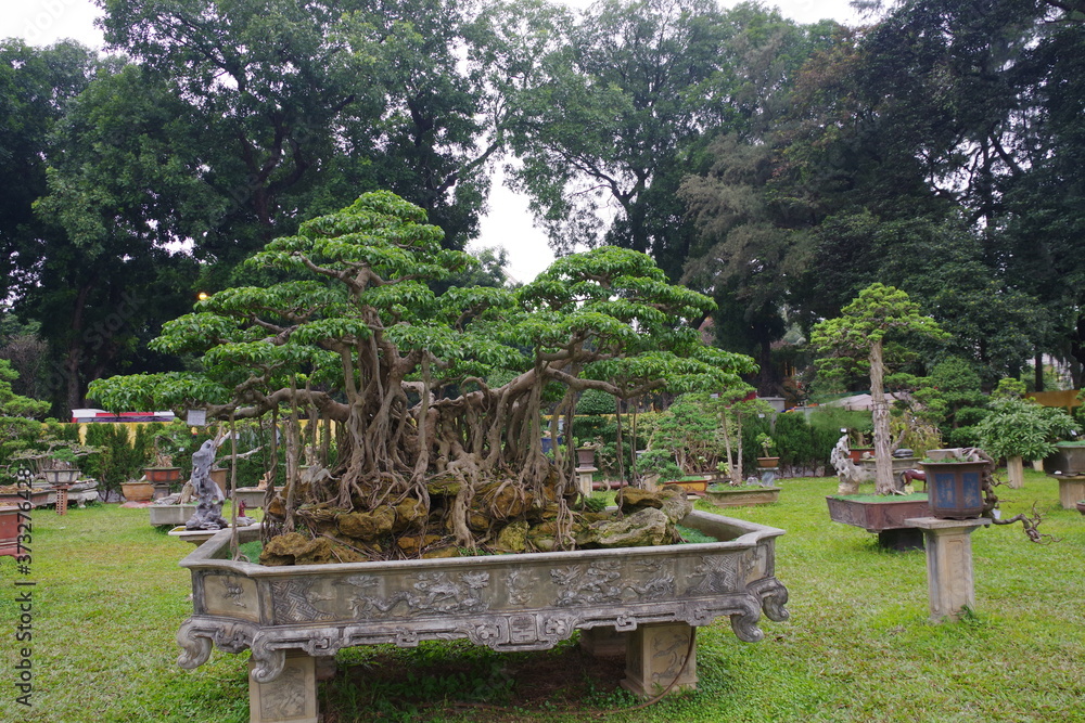 ベトナム　ハノイ　世界遺産タンロン遺跡の盆栽