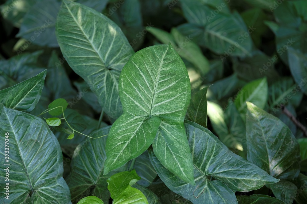 Syngonium podophyllum is a species of aroid, and commonly cultivated as a houseplant. Common names include: arrowhead plant, arrowhead vine, arrowhead philodendron, goosefoot, African evergreen Syngonium podophyllum is a species of aroid, and commonly cultivated as a houseplant. Common names include: arrowhead plant, arrowhead vine, arrowhead philodendron, goosefoot, African evergreen