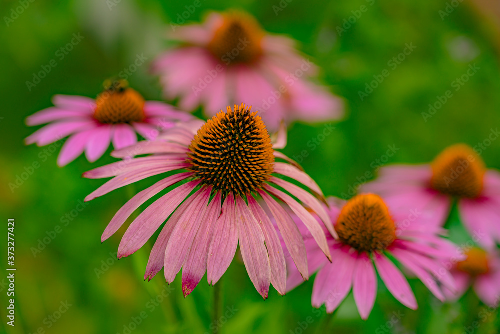 The genus Echinacea has ten species, which are commonly called coneflowers. 