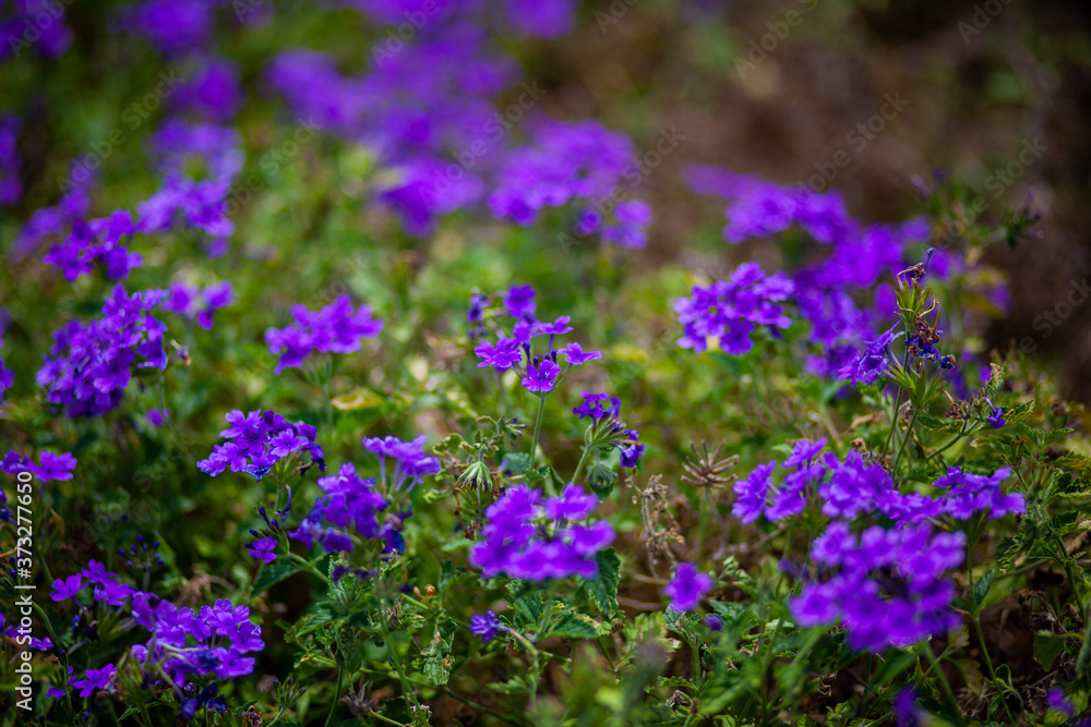 夏の紫の花 夏の紫の花
