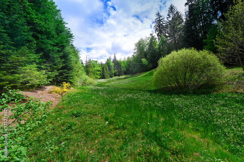 Lynx pathway at Pl  ttig near Baden Baden in the northern Black Forest. Baden Wuerttemberg  Germany  Europe