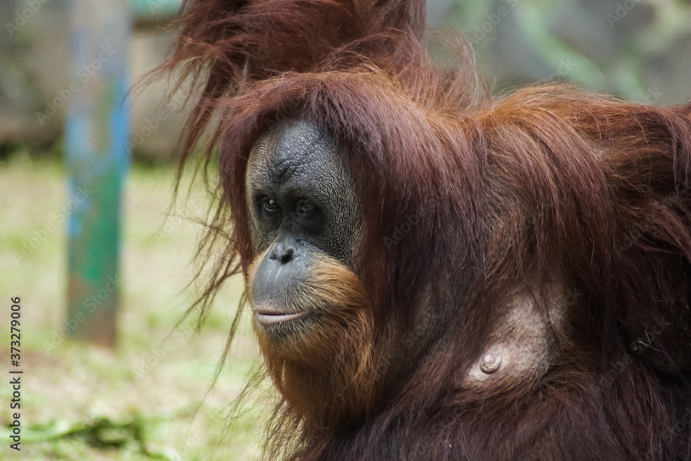The Face of Orang Utan The Face of Orang Utan